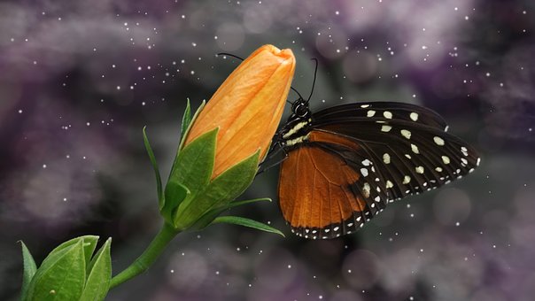 butterfly and flower